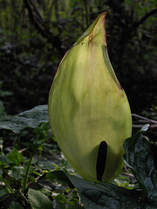 Arum maculatum